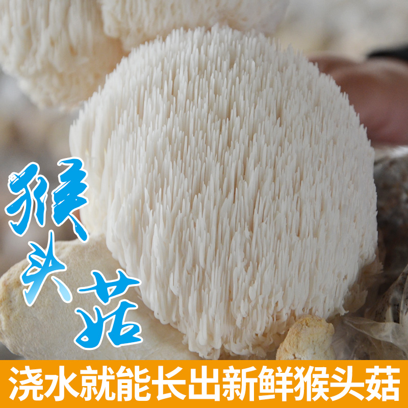悦蘑菇娘猴头菇菌包种蘑菇菌包菌棒盆栽食用菌家庭蘑菇种植菌包-封面