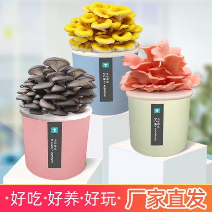 平菇食用菌蘑菇菌包种蘑菇桶室内蘑菇种植菌包菌棒家庭种植蘑盒装