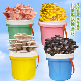 蘑菇种植桶装盆栽可食用DIY阳台菌包棒平菇趣味养儿童栽培礼物盒