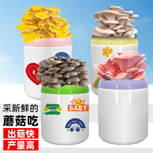 蘑菇种植包平菇菌种菌包食用菌姬菇新鲜蘑菇菌棒盆栽趣味袋装