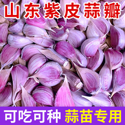 山东金乡紫皮蒜种香蒜
