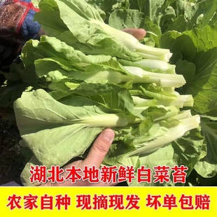露天种植湖北新鲜白菜苔上午摘下午发新鲜时令新鲜白菜苔