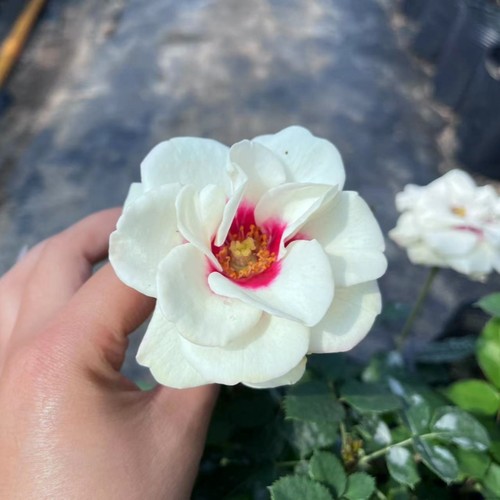 【桥边之约】超新品月季苗灌木切花勤花玫瑰阳台盆栽四季开花花卉