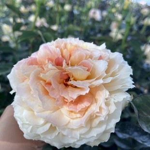 【焦糖古董】月季玫瑰多季大花抗病耐热庭院阳台盆栽月季室内外苗