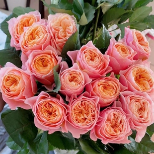 【温柔珊瑚心】灌木切花扦插月季多季勤开包子花卉盆栽四季开花苗