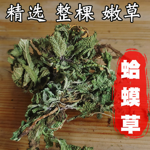 野生皮草荔枝草棵干新货癞蛤蟆草