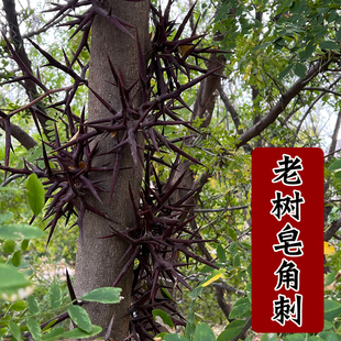 皂角刺大刺天然皂角荚手工剪裁纯刺棍刺野生新货山东产皂荚刺天丁