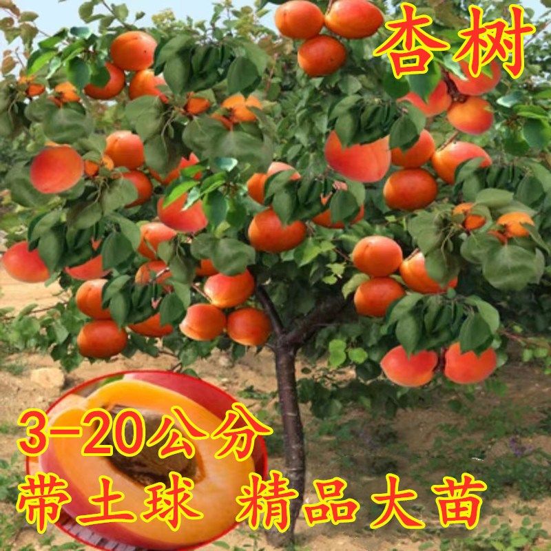 杏树树苗特大嫁接早熟甜杏子盆栽地栽庭院南方北方种植当年结果苗