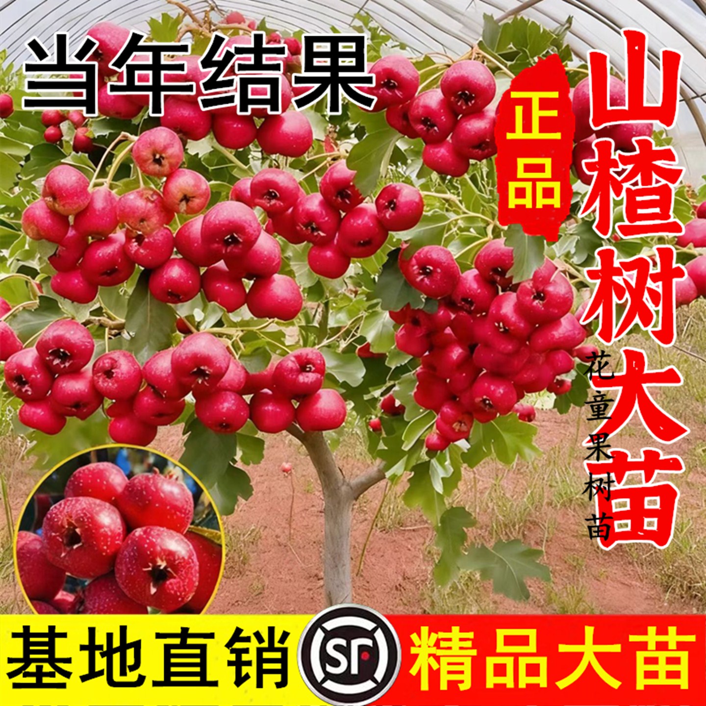 山楂树活苗大五棱甜红子山楂南北方种植盆栽地栽嫁接果苗当年结果