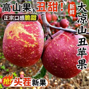 大凉山丑苹果冰糖心苹果新鲜水果当季 整箱孕妇四川盐源红富士萍果