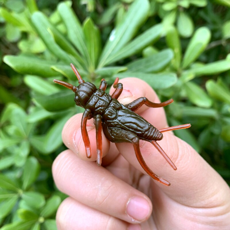 仿真蟋蟀棕褐色儿童玩具早教认知迷你可爱静态假蛐蛐昆虫动物模型