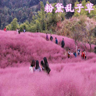 进口粉黛乱子草种子网红草花种子多年生花籽易活景观花海花种籽子