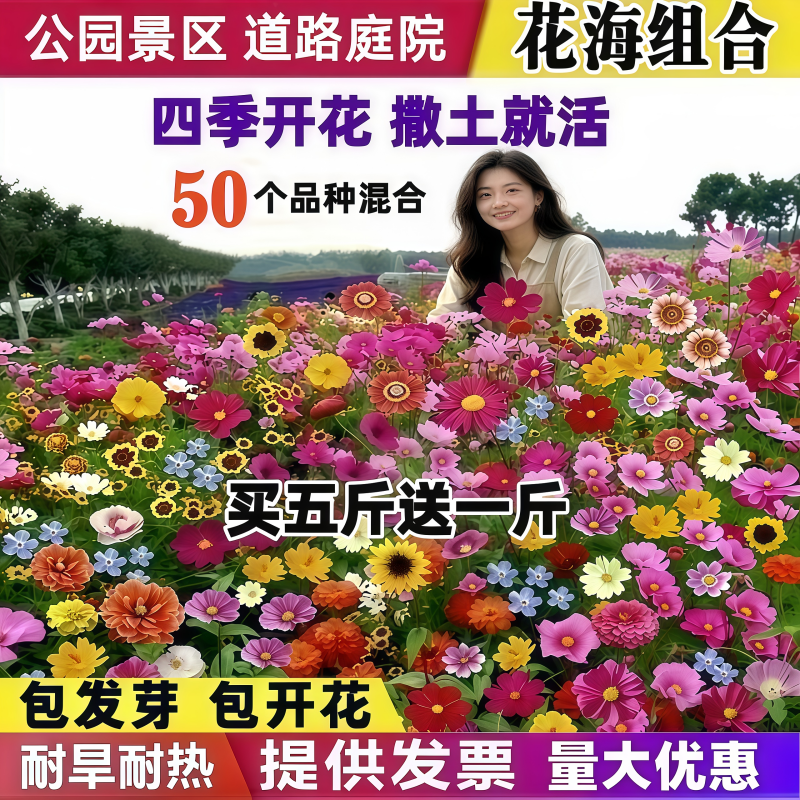 野花组合种子四季开花不断耐旱耐寒庭院室外道路绿化易活花种籽子