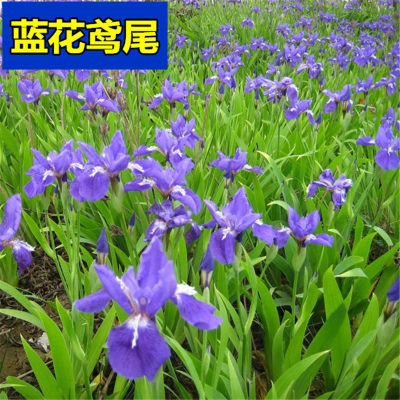 千屈菜黄菖蒲花种籽子