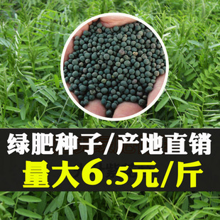 果园绿肥种子光叶紫花苕长柔毛野豌豆毛苕子养蜂蜜源植物厂家直销