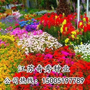 高档野花组合种子四季开波斯菊花格桑花花种籽子庭院室外易活花籽