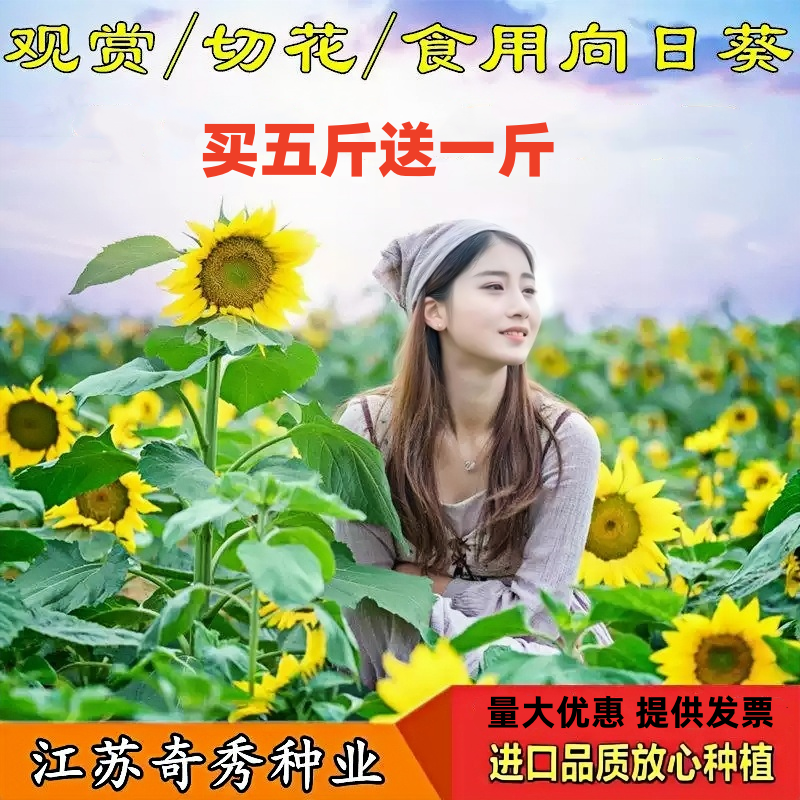 观赏向日葵种子景观花海花种籽子油葵食用葵盆栽庭院室外易活花籽