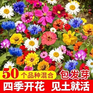 50种野花组合种子四季开花波斯菊格桑花易活花籽庭院室外花种籽子