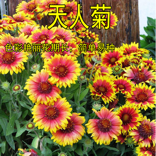 天人菊多年生宿根种子耐寒鲜花园林景观绿化花卉园艺种籽庭院阳台