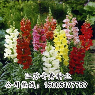 金鱼草种子四季开花易活花籽阳台庭院盆栽狮子花柳穿鱼龙头花种子