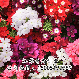 美女樱种子混色多年生四季易种绣球花五色梅 景观花海绿化花种子