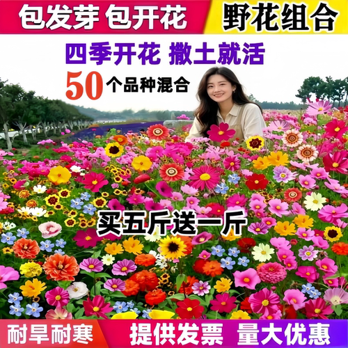 四季开花野花组合花种子速生花籽