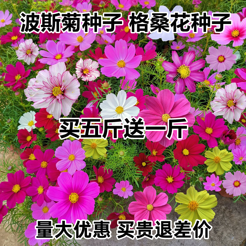 波斯菊花种子格桑花花种籽子百日草种子四季开花庭院室外易活花籽