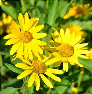 日光菊种子 四季播种庭院花园花卉 景观花卉种子 耐寒易种 包邮