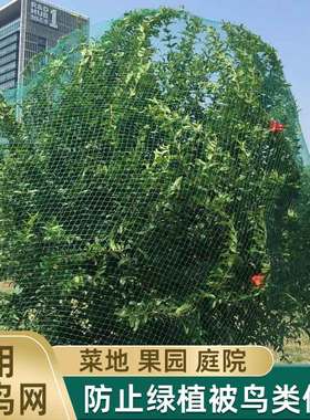 防鸟用的网植物葡萄隔离罩户外花园果树驱鸟果园樱桃网罩蔬菜丝网