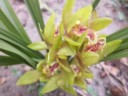 兰花蕙兰室内浓香含苞待放