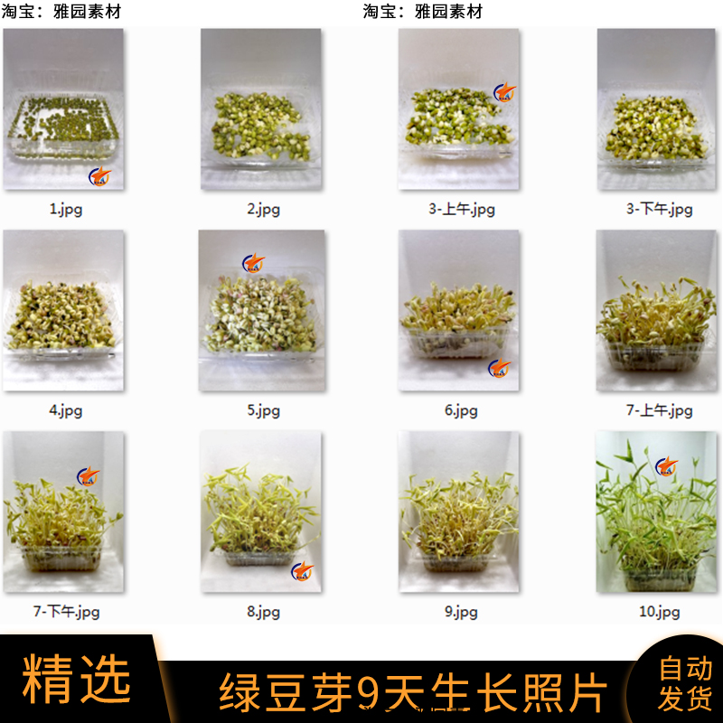 绿豆芽成长记9天拍摄记录照片观察水培植物绿豆芽生长记jpg图片集