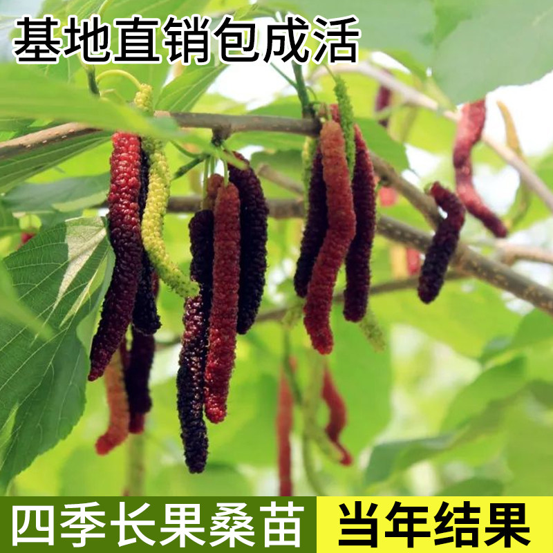 四季长果桑苗台湾超级桑葚果树苗当年结果花园庭院盆栽水果包成活