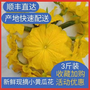 新鲜水果蔬菜小黄瓜花扭顶花迷你嫩小青瓜仔3斤小乳瓜顺丰包邮