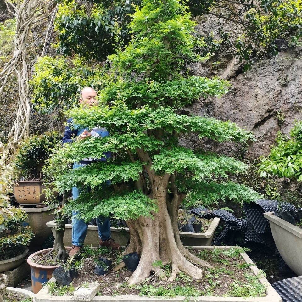 对接白蜡老桩,百年怪桩四季常青适合别墅庭院养殖精品收藏品一本