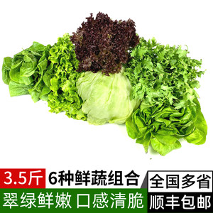 沙拉蔬菜组合3.5斤球生菜绿叶红叶生菜苦菊生吃沙拉色拉轻食蔬菜