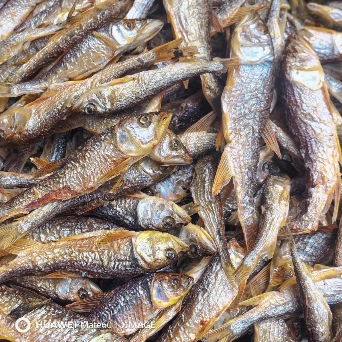 广西马口鱼干 淡水无盐淡干原味干货 烘焙小鱼仔下酒菜