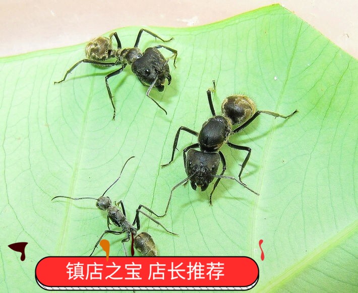 中华弓背蚁 丝毛弓背蚁 西双版纳野采 超大桃心头 包邮 宠物蚂蚁