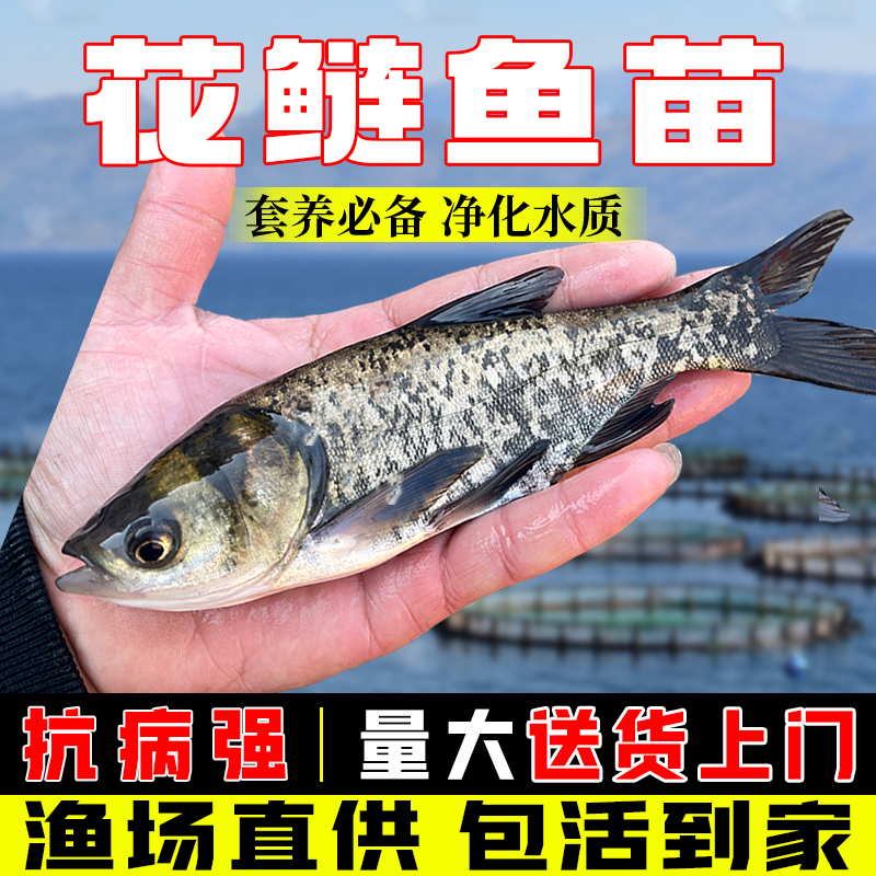 花鲢鱼苗 胖头苗 大头苗 淡水鱼苗 花连鱼苗 鳙鱼苗量大送货上门