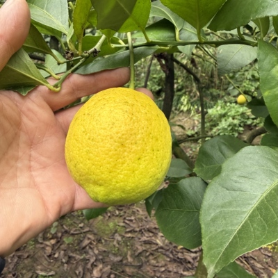 安岳黄柠檬自然成熟果新鲜现摘