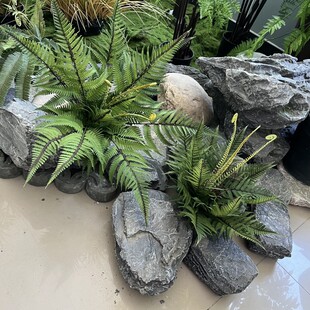 造景仿真蕨草波斯草景观装饰植物狼尾蕨霸王蕨北欧风铁树波斯蕨