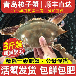 【保鲜不保活】青岛梭子蟹3斤特大野生新鲜海蟹飞蟹白蟹螃蟹顺丰
