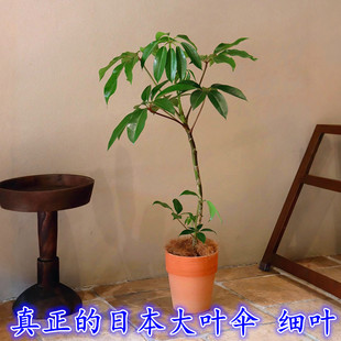 真正 常青好养活 日本大叶伞保罗细叶小盆栽客厅室内绿植花卉四季