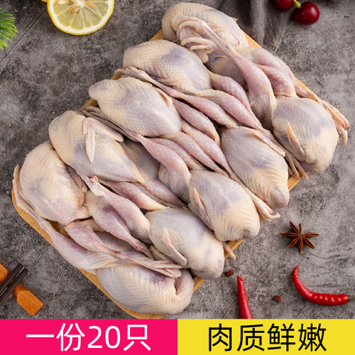 鹌鹑冻鲜鹌鹑肉新鲜非乳鸽子肉烧烤批发商用生鲜鹌鹑活鸟现杀冷冻