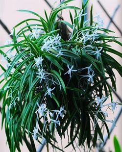 江西风兰长距风兰开花有栀子花香味雨淋缸造景微景观附石