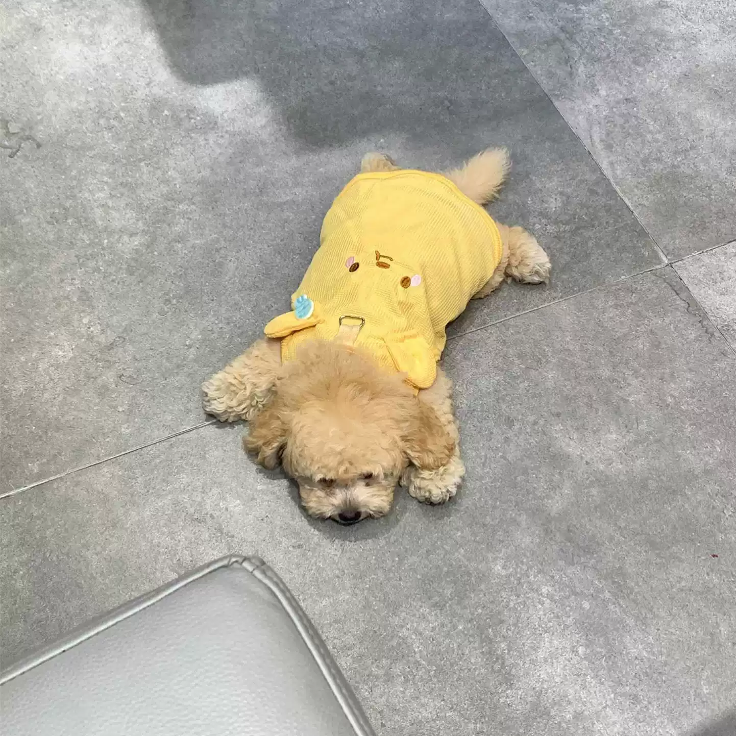 黄色小熊狗狗衣服小型犬带牵引扣