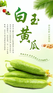 山东海阳白玉黄瓜四斤包邮新鲜水果小青瓜沙拉蔬菜尝鲜价现摘现发