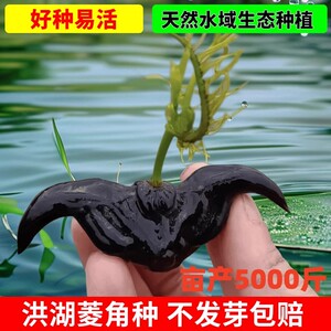 老菱角种子池塘水生植物菱角米青菱角仁种子蔬菜红菱角种植苗黑