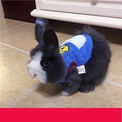 Lop Guinea pigs Guinea pigs Little pigs Autumn and winter clothes lovely Pet clothing Bunny Clothes & Accessories Suppliesin the Pet/Pet food and supplies , Rabbits and supplies , Apparel  category - from Buy2taobao.com to provide professional Taobao agent buy service