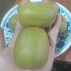 都江堰农家菜园红心猕猴桃奇异果新鲜孕妇水果 24枚五斤大果 包邮