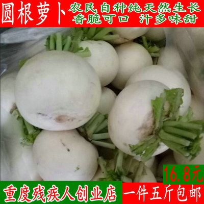 都江堰农家菜园 新鲜时令蔬菜白萝卜圆根萝卜春不老清香味甜 包邮